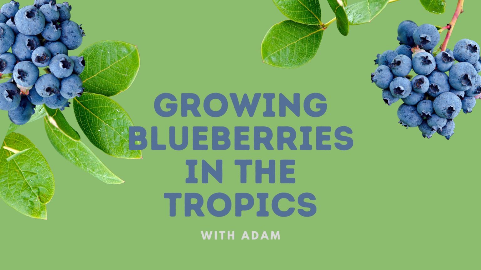 Growing Blueberries in the Tropics Limberlost Garden Centre
